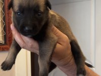 Safkan Irk Garantili Malinois Köpekler
