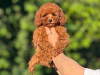 Aşılı Çiş Eğitimli Toy Poodle