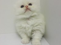 Scottish fold longhair dişi mavi gözlü