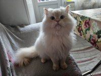 Erkek British longhair