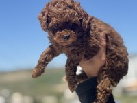 Wc eğitimli redbrown toy poodle yavrularımız
