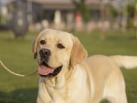 Şampiyon Anne Babadan FCI-KIF Şecereli Labrador Yavrular