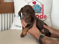 Petmode köpek çiftliğinde ziyarete açık mini dachshund