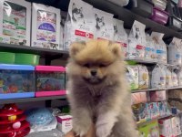 Pomeranian boo köpeğimiz