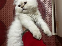 ÜST KALİTE ŞECERELİ BABADAN BRİTİSH LONGHAİR