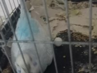 Yavru ve yetişkin çift kuşlar