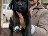 Show kalitede perfect cane corso puppies