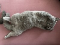 4 aylık sevimli erkek scottish fold kardeşler