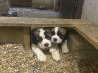 Saint bernard Sc yavrularımız
