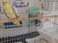 3 adet sultan papağanlar