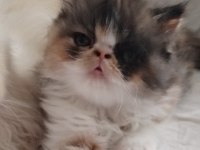 CFA KAYITLI ANNE VE BABA YAVRU İRAN KEDİSİ