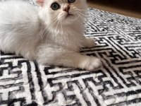 British Longhair ns1133
