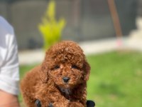 Toy Poodle Bebekler Referans Yavru