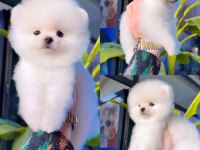POMERANİAN BOO (ayı surat) GARANTİLİ YAVRULARIMIZ