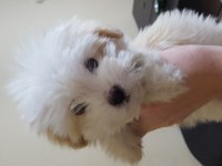 A kalite maltipoo yavrular