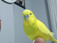 Konuşan muhabbet kuşumuz limon