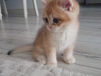 British shorthair Ny12 golden erkek yavru
