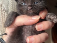 MAİNE COON YAVRU KEDİLER