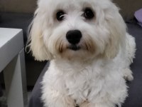 sahiplendirme maltese