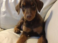 İsteğe Özel Estetik Ve Renk Seçenekleri Mevcut Doberman