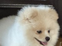 Köpeğimiz için daha önceden bakanlar lütfen iletişime geçsin