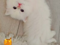 Full secereli british longhair bebekler