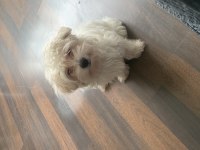 Tuvalet eğitimli güzellik maltipoo
