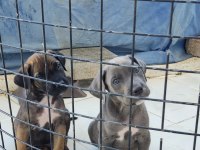 Safkan cane corso