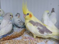 Ele aşık yavru sultan papağanı el besleme