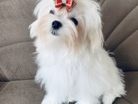 SAFKAN KORE DİŞİ TEACUP MALTESE 1.650 kg