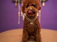 YAKIŞIKLI TOY POODLE EŞ ARIYOR