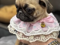 PUG YAVRULAR SAKARYA