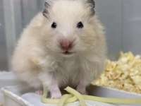 Minik hamster dostunu seç adresine gelsin