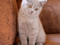 FAWN LİLAC BRITISH SHORTHAIR YAVRU ARAYANLARA SON YAVRULAR