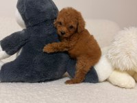 TOY POODLE MİNİ BEBEKLERİMİZ