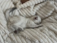 2 aylık yavru british shorthair kedimiz