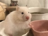 HAMSTER-GONZALES YAVRULARIMIZ HERYERE GÖNDERİM