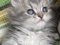 British Longhair 3 Aylık