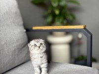 SCOTTISH FOLD SEVİMLİ YAVRULARIM 