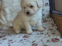 Maltipoo yavrularımız ailelerine kavuşmayı bekliyor