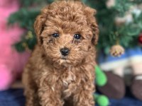 YASAL ÜRETİCİDEN SAFKAN TOY POODLE YAVRULARI