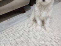 Maltese - Malta Terrier 3 aylık