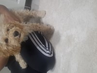 sahibinden toy poodle