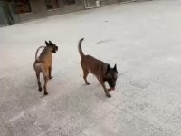 A kalite belçika kurdu yavrular
