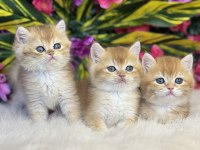 A KALİTE HER CİNS KEDİLER SINIRLI ADET