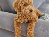 Maltipoo Ve Toy Poodle