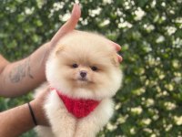 Premium Güzellik Orjinal Pomeranian Boo