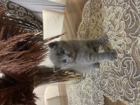British shorthair