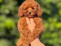 BÜYÜRMEYEN AŞILI ÇİŞ EĞİTİMLİ TOY POODLE 