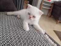 Blue point scottish fold bebişler